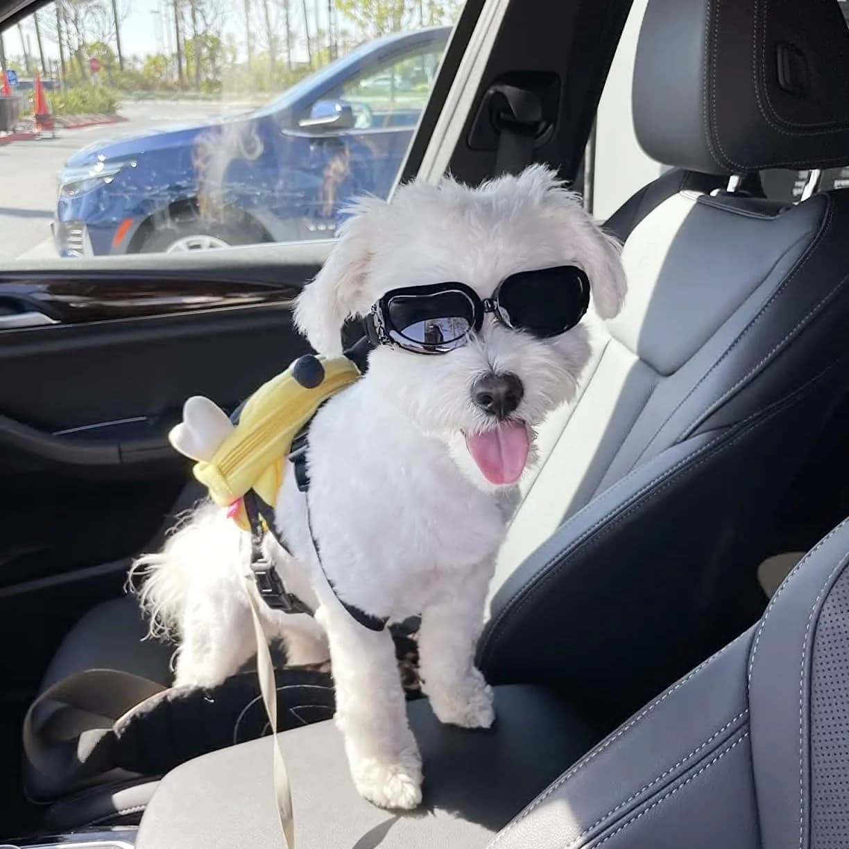 Enjoying Black Classic Dog Goggles for Small Breeds | UV Protection, Windproof, Adjustable Straps (5.9" L x 2" W x 1.7" H) - view 6