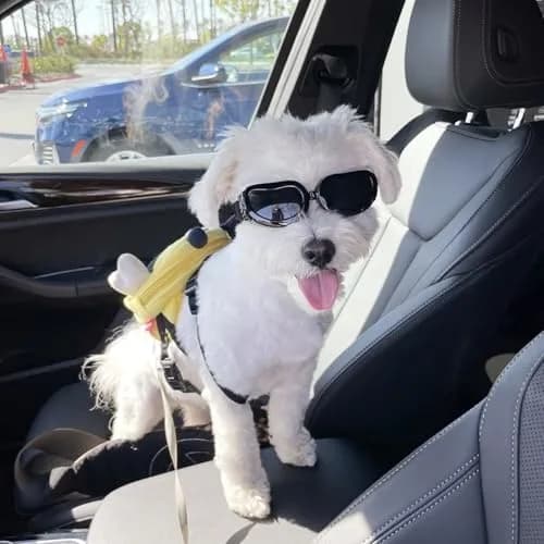 Enjoying Black Classic Dog Goggles for Small Breeds | UV Protection, Windproof, Adjustable Straps (5.9" L x 2" W x 1.7" H) thumbnail 6