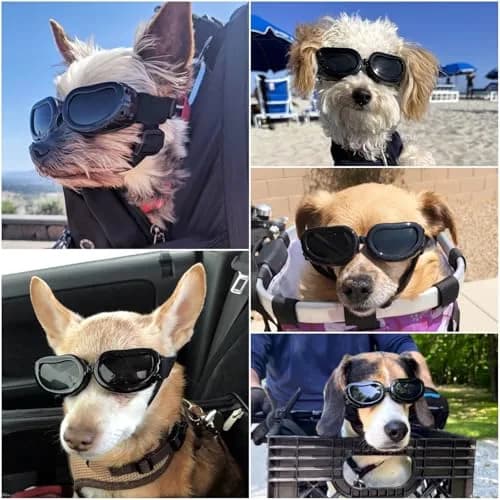 Enjoying Black Classic Dog Goggles for Small Breeds | UV Protection, Windproof, Adjustable Straps (5.9" L x 2" W x 1.7" H) thumbnail 2