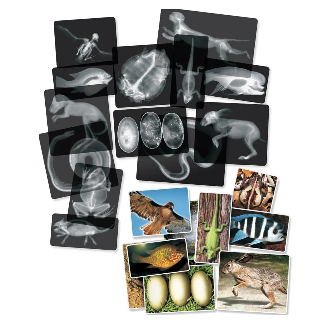 Roylco Animal X-Rays Science Set – 28 Pieces, 14 Authentic X-Rays & Matching Photo Cards, 8" x 10" | Animal Anatomy & Radiology Learning