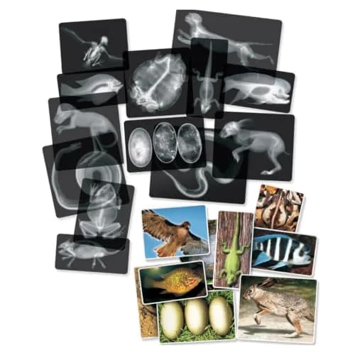 Roylco Animal X-Rays Science Set – 28 Pieces, 14 Authentic X-Rays & Matching Photo Cards, 8" x 10" | Animal Anatomy & Radiology Learning thumbnail 1