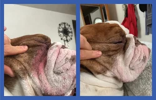 Squishface Wrinkle Paste for Bulldogs & Pugs 59ml (2oz) | Gentle Wrinkle Cleaner for Dogs thumbnail 5