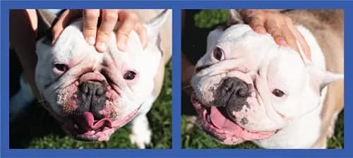 Squishface Wrinkle Paste for Bulldogs & Pugs 59ml (2oz) | Gentle Wrinkle Cleaner for Dogs thumbnail 7