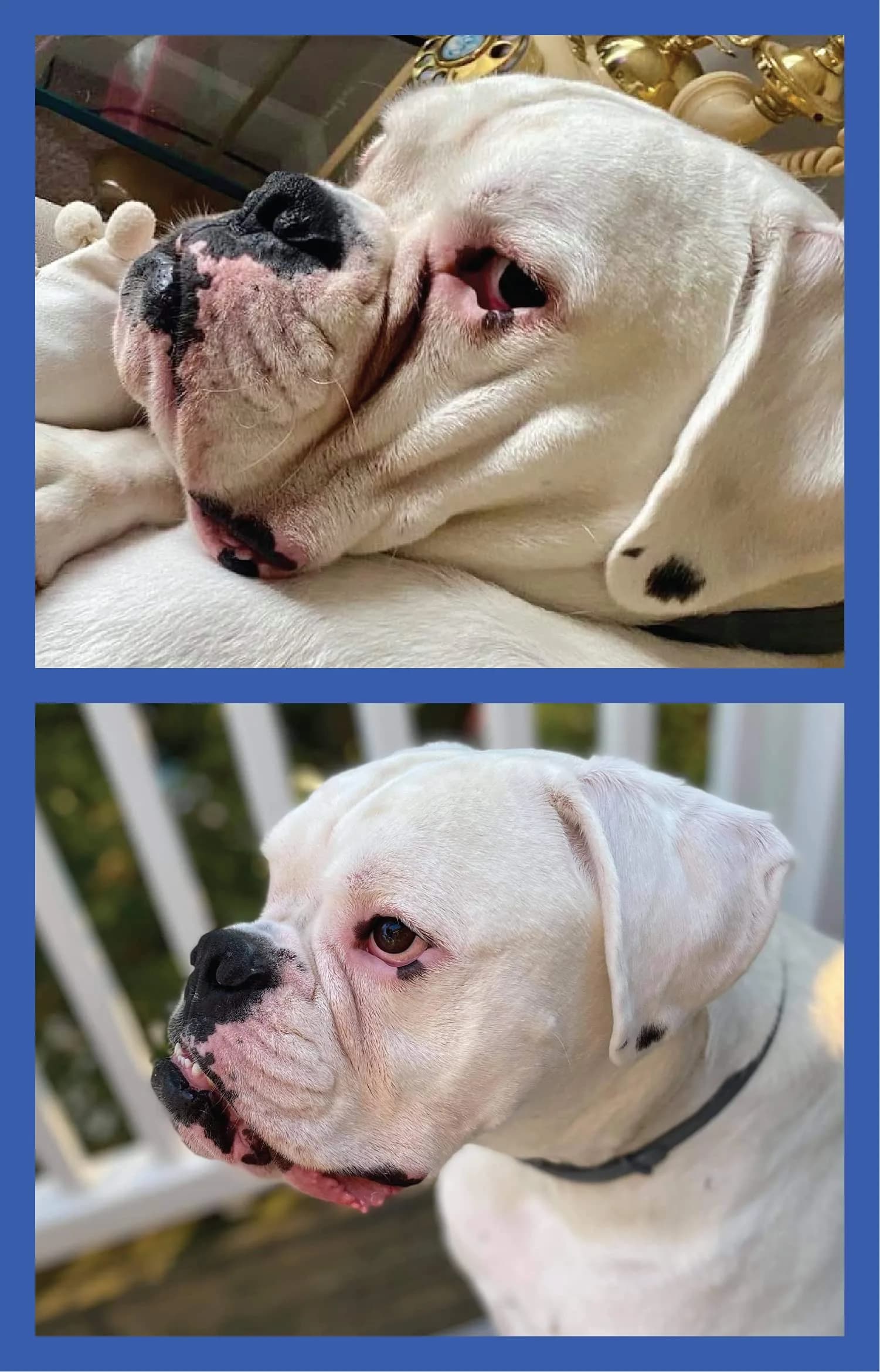 Squishface Wrinkle Paste for Bulldogs & Pugs 59ml (2oz) | Gentle Wrinkle Cleaner for Dogs - view 8