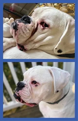 Squishface Wrinkle Paste for Bulldogs & Pugs 59ml (2oz) | Gentle Wrinkle Cleaner for Dogs thumbnail 8