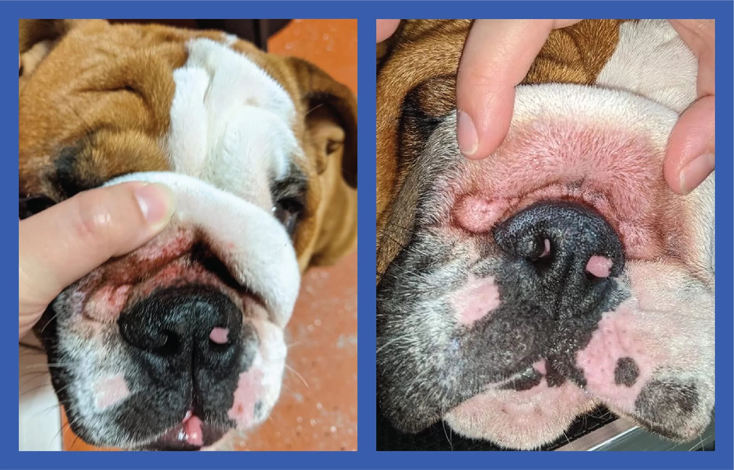 Squishface Wrinkle Paste for Bulldogs & Pugs 59ml (2oz) | Gentle Wrinkle Cleaner for Dogs - view 9