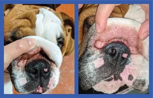 Squishface Wrinkle Paste for Bulldogs & Pugs 59ml (2oz) | Gentle Wrinkle Cleaner for Dogs thumbnail 9