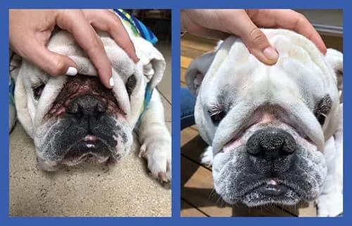 Squishface Wrinkle Paste for Bulldogs & Pugs 59ml (2oz) | Gentle Wrinkle Cleaner for Dogs thumbnail 3