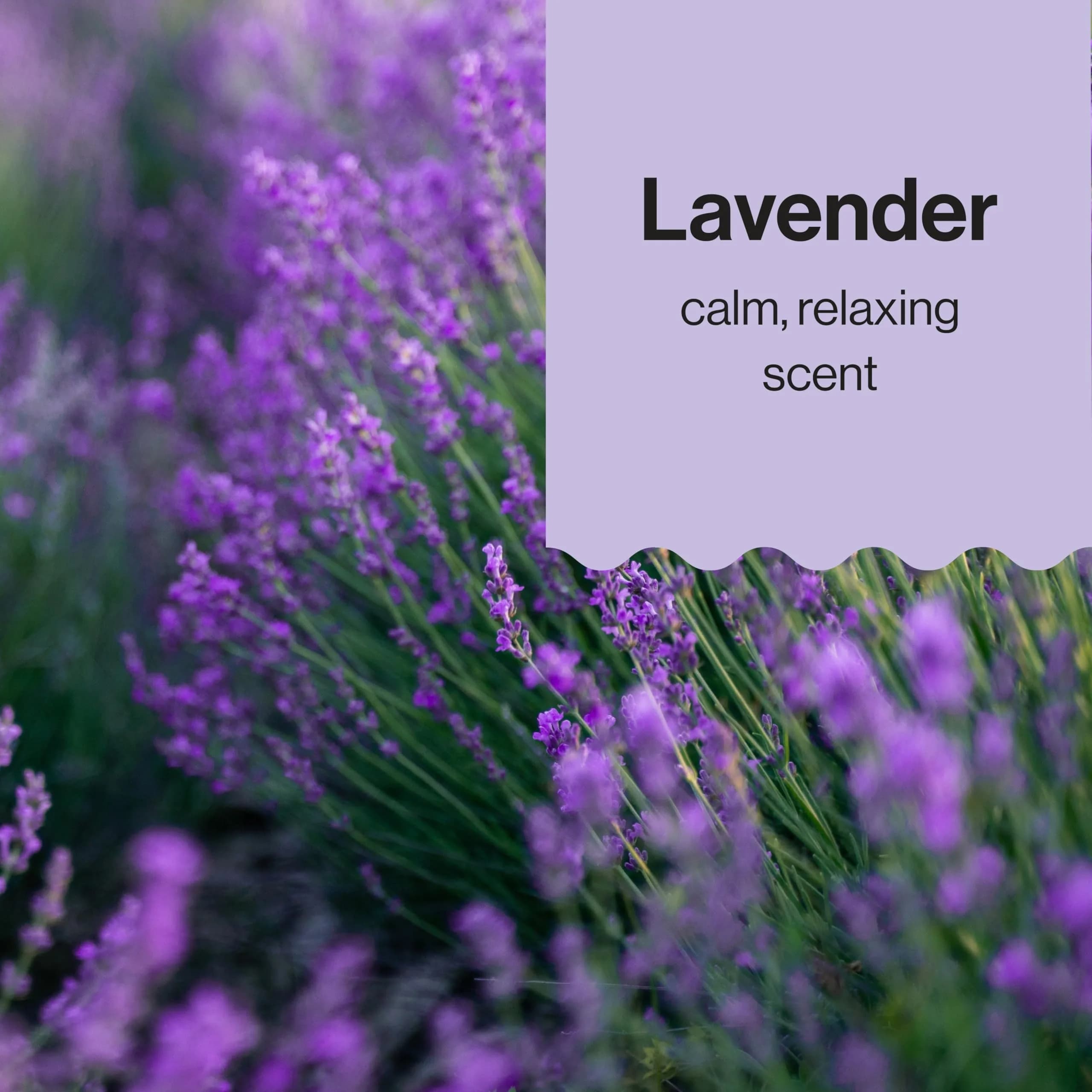 The Honest Company Face and Body Lotion, Lavender Calm, 251ml (8.5 fl oz) | Hypoallergenic, Dermatologist-Tested - view 6