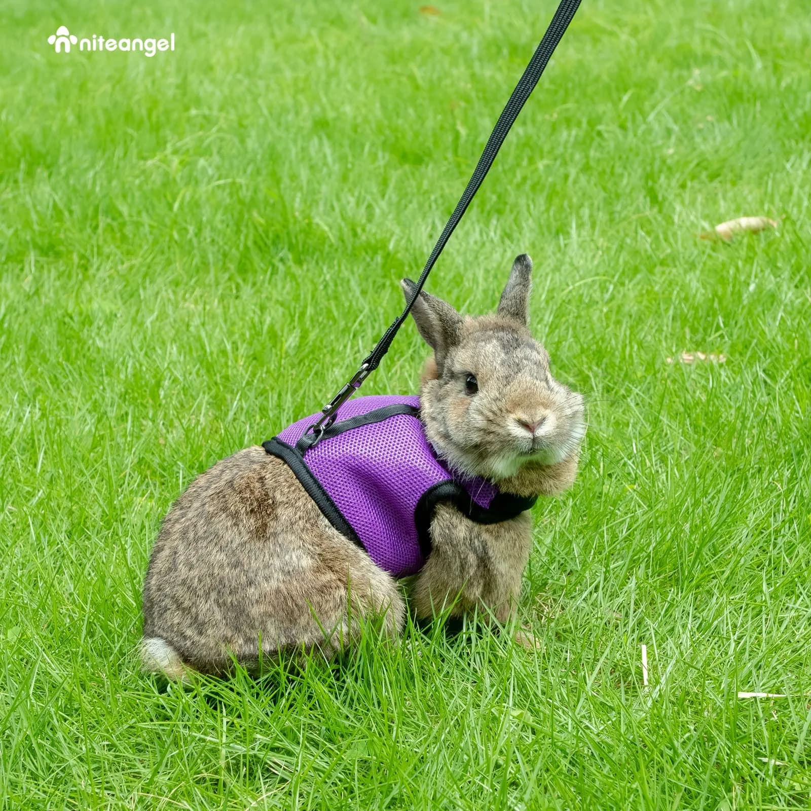 Niteangel Adjustable Soft Harness with Elastic Leash for Rabbits (L, Black) | Escape-Proof & Breathable Mesh - view 5
