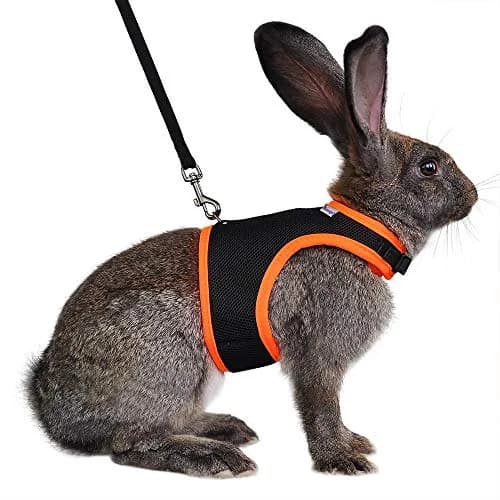 Niteangel Adjustable Soft Harness with Elastic Leash for Rabbits (L, Black) | Escape-Proof & Breathable Mesh thumbnail 1
