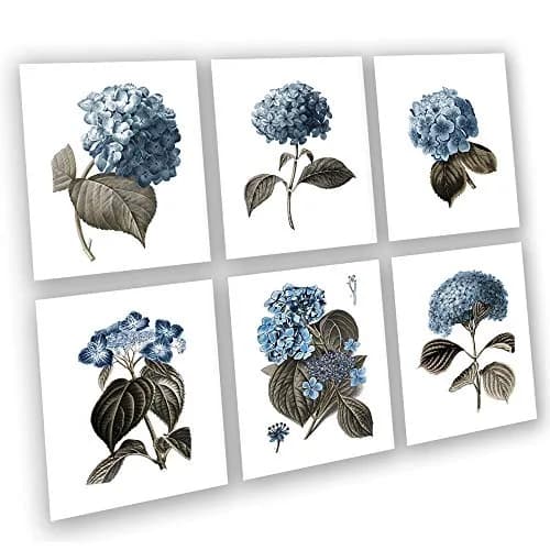 Gnosis Picture Archive Blue Hydrangea Botanical Art Prints Set of 6 (8x10 inch image on 8.5x11 inch paper) | Antique Floral Gallery Wall Decor thumbnail 1