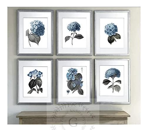Gnosis Picture Archive Blue Hydrangea Botanical Art Prints Set of 6 (8x10 inch image on 8.5x11 inch paper) | Antique Floral Gallery Wall Decor thumbnail 4