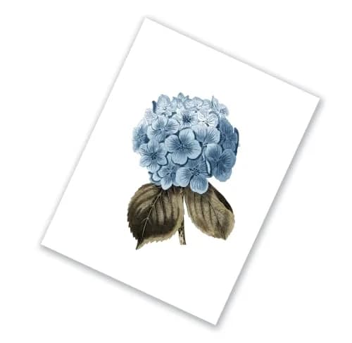 Gnosis Picture Archive Blue Hydrangea Botanical Art Prints Set of 6 (8x10 inch image on 8.5x11 inch paper) | Antique Floral Gallery Wall Decor thumbnail 5