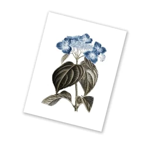 Gnosis Picture Archive Blue Hydrangea Botanical Art Prints Set of 6 (8x10 inch image on 8.5x11 inch paper) | Antique Floral Gallery Wall Decor thumbnail 7