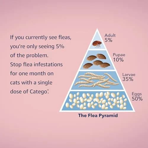 Catego Flea and Tick Prevention for Cats - Over 1.5 lbs, 6 Month Supply | Fast-Acting Flea & Tick Control thumbnail 6