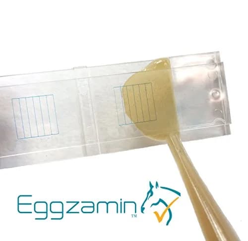 Eggzamin McMaster Method Microscope Slide for Fecal Egg Counts (FEC), Double Chamber Counting Slide for Livestock and Veterinary Use, Blue Grid Lines, 2.3cm x 7.6cm thumbnail 4