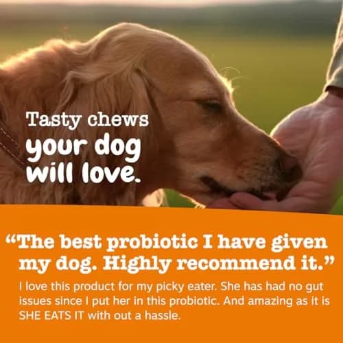 Zesty Paws Probiotics for Dogs - Gut Health Soft Chews, Pumpkin, 90 Ct | Supports Digestive & Immune Function thumbnail 6