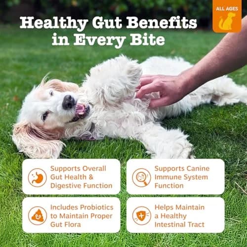 Zesty Paws Probiotics for Dogs - Gut Health Soft Chews, Pumpkin, 90 Ct | Supports Digestive & Immune Function thumbnail 2