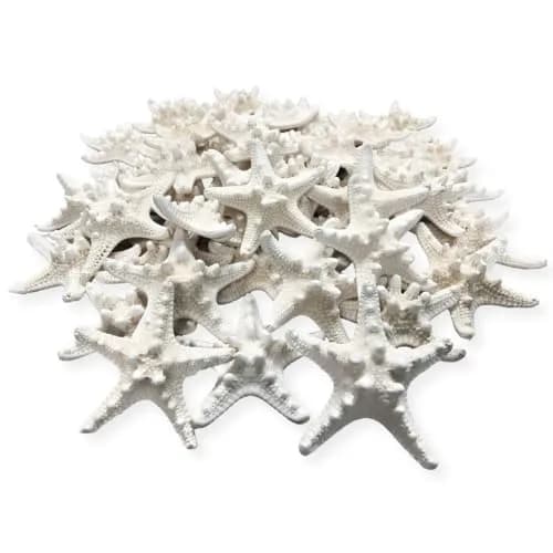 Nautical Crush Trading Real White Knobby Starfish 3"-4" | Coastal Nautical Decor & Beach Wedding Accent thumbnail 1