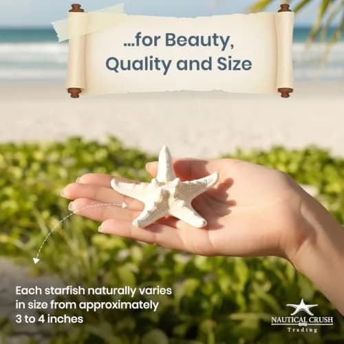 Nautical Crush Trading Real White Knobby Starfish 3"-4" | Coastal Nautical Decor & Beach Wedding Accent thumbnail 4