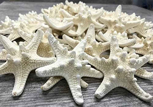 Nautical Crush Trading Real White Knobby Starfish 3"-4" | Coastal Nautical Decor & Beach Wedding Accent thumbnail 7