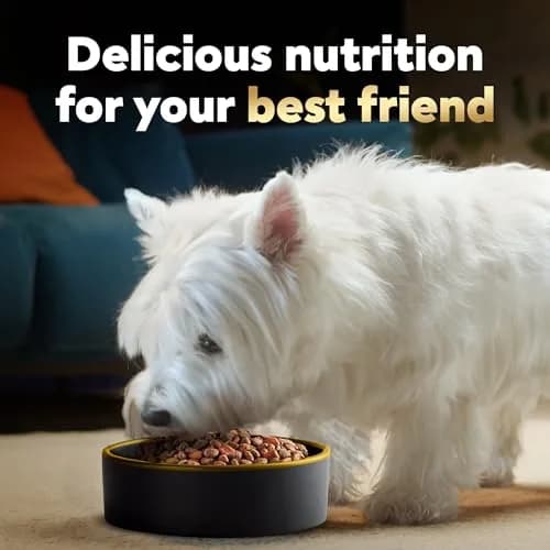 Cesar Small Breed Dry Dog Food, Chicken & Spring Vegetables Flavor, 1.23 kg (2.7 lb) | Nutritionally Complete & Balanced for Small Dogs thumbnail 6