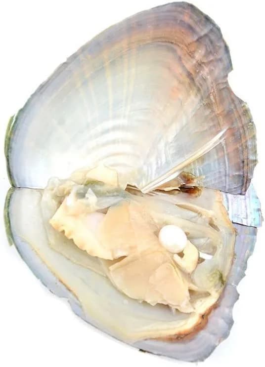 NIGHT-GRING 10 PC Freshwater Cultured Pearl Oyster Oval Pearls 7.5-8mm | Assorted Colors thumbnail 5