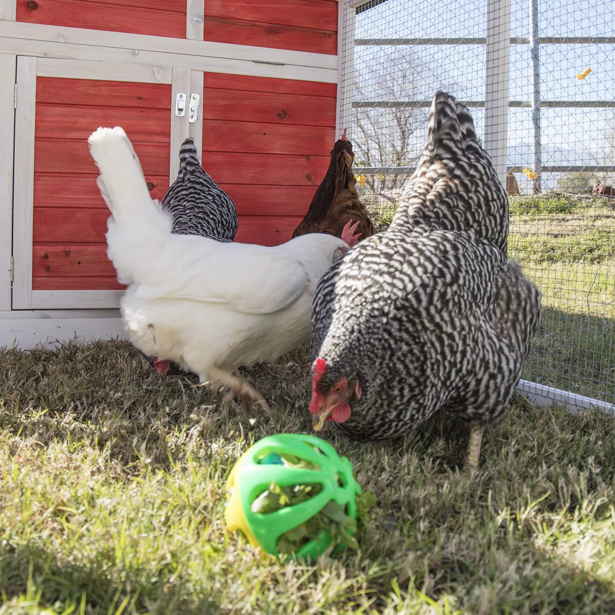 Ware Manufacturing Peck N Play Chicken Ball Toy 11.4 cm (4.5 inches) | Treat Dispensing & Jingle Ball for Backyard Birds - view 3