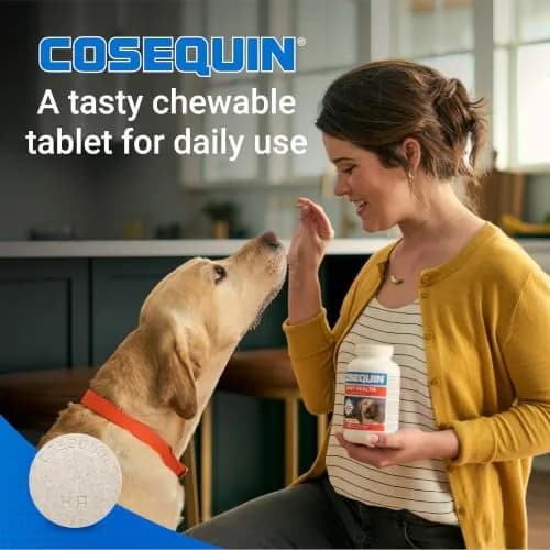 Nutramax Cosequin Joint Supplement for Dogs, MSM+HA, Chew Tablets, 150 Count (6.75 oz / 191 g) | Vet Recommended for Joint Health thumbnail 4