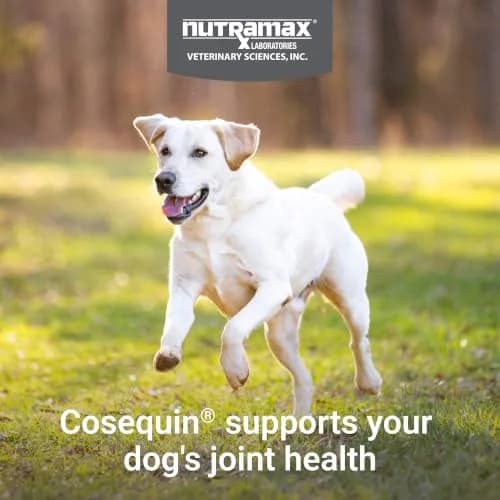 Nutramax Cosequin Joint Supplement for Dogs, MSM+HA, Chew Tablets, 150 Count (6.75 oz / 191 g) | Vet Recommended for Joint Health thumbnail 3