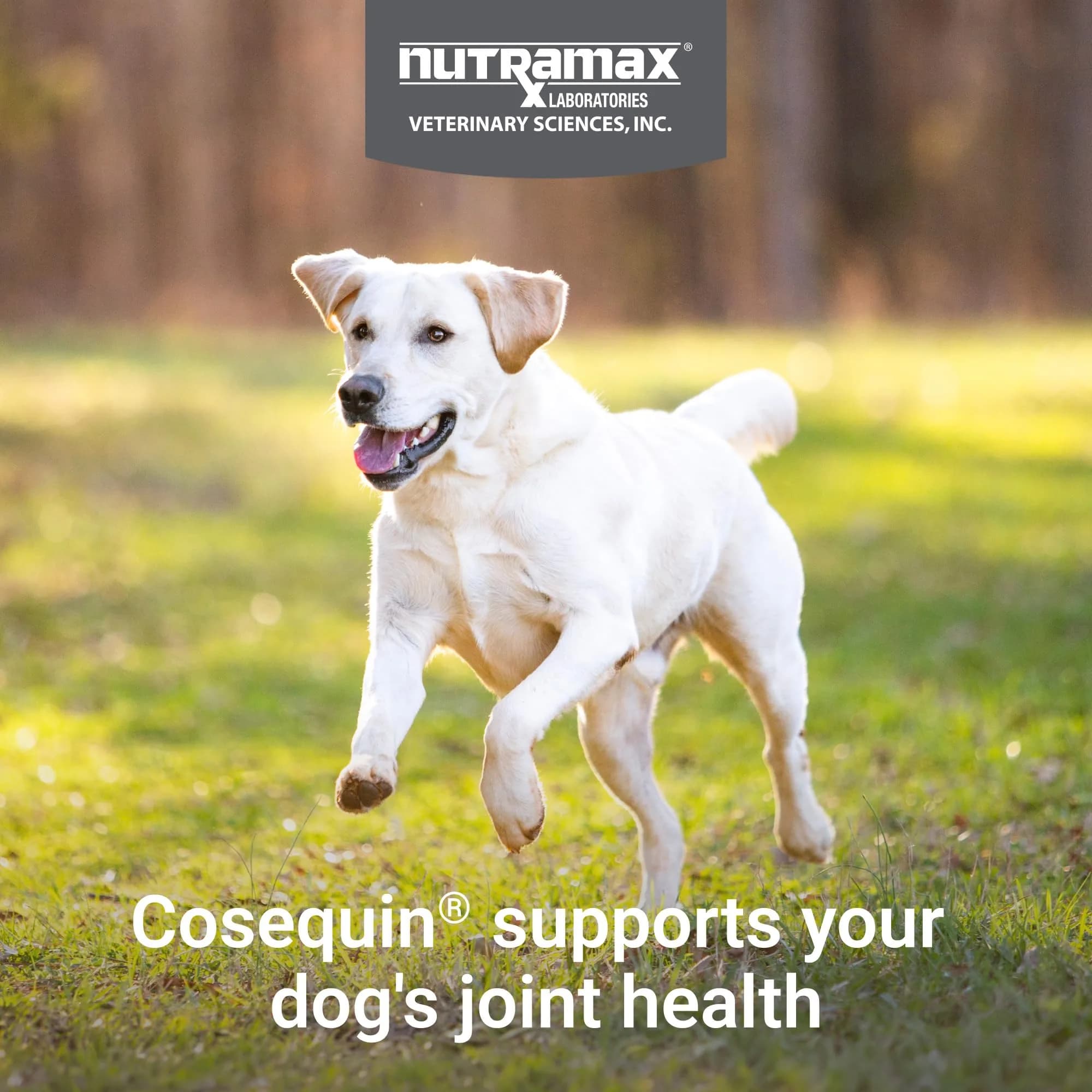 Nutramax Cosequin Joint Supplement for Dogs, MSM+HA, Chew Tablets, 150 Count (6.75 oz / 191 g) | Vet Recommended for Joint Health - view 3