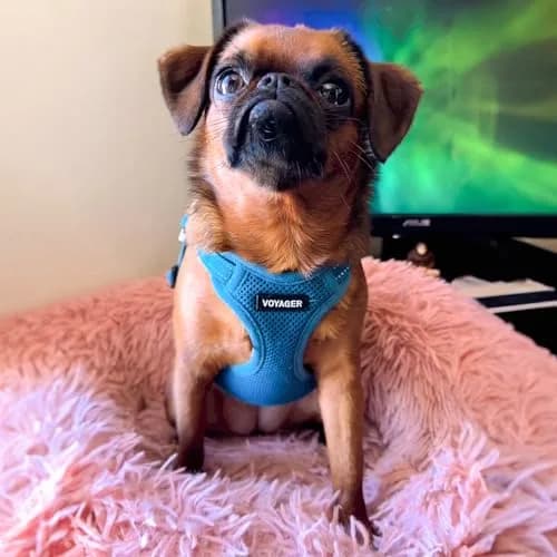 Best Pet Supplies Voyager Step-in Flex Dog Harness - Turquoise, Medium | Adjustable, Breathable & Reflective thumbnail 7