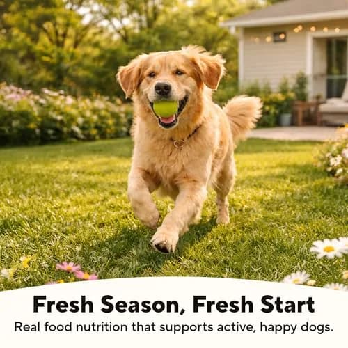 Dave's Pet Food Grain Free Dog Food, Chicken & Vegetable Gravy, 13.2oz | All Natural, Grain-Free Nutrition for Dogs thumbnail 5