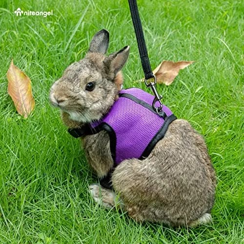 Niteangel Adjustable Soft Harness with Elastic Leash for Rabbits (L, Purple) | Escape-Proof & Breathable Mesh thumbnail 5