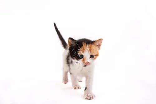 Hartz Powdered Kitten Milk Replacer Formula 11 Oz (312 g) | Precisely Formulated for Kittens thumbnail 5