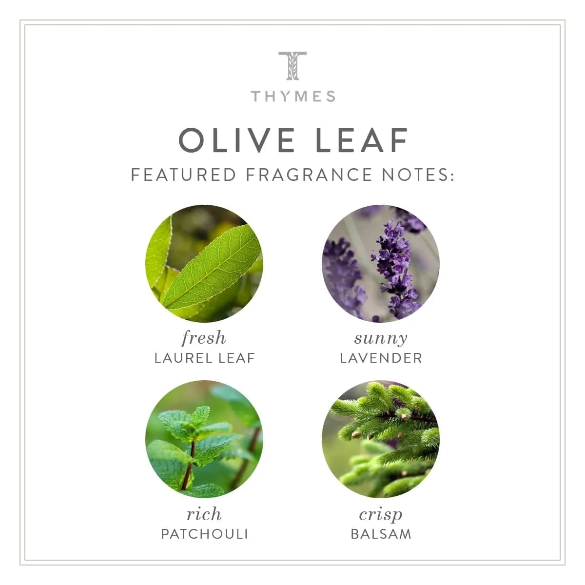 Thymes Olive Leaf Body Lotion 270ml (9.25 fl oz) | Hydrating Moisturizer with Shea Butter & Vitamin E - view 7