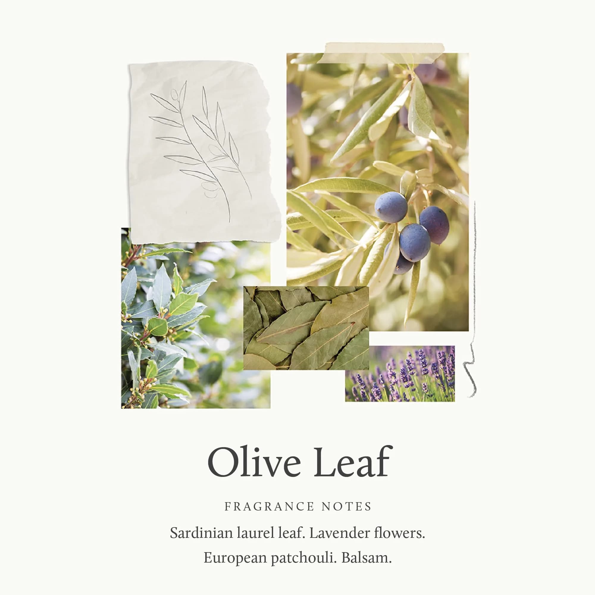 Thymes Olive Leaf Body Lotion 270ml (9.25 fl oz) | Hydrating Moisturizer with Shea Butter & Vitamin E - view 2