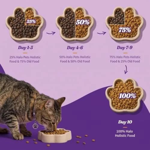 Halo Holistic Dry Kitten Food, Wild-Caught Salmon & Whitefish Recipe, 6 lb | Complete Digestive & Development Support thumbnail 9
