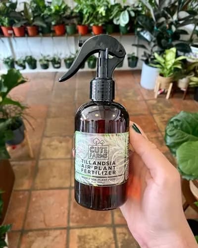 Cute Farms Air Plant Fertilizer Weekly Use Formula Plant Food 237ml (8 fl oz) | Gentle Nutrients for Tillandsia thumbnail 3