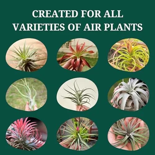 Cute Farms Air Plant Fertilizer Spray 24 fl oz (710 ml) | Gentle Weekly Use Formula Plant Food for Tillandsia thumbnail 5