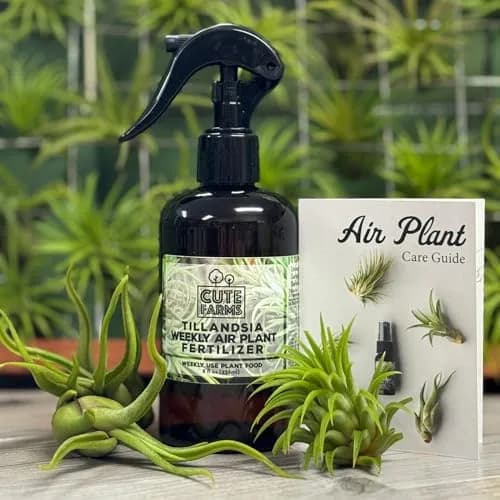 Cute Farms Air Plant Fertilizer Spray 24 fl oz (710 ml) | Gentle Weekly Use Formula Plant Food for Tillandsia thumbnail 7