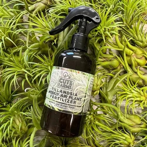 Cute Farms Air Plant Fertilizer Spray 24 fl oz (710 ml) | Gentle Weekly Use Formula Plant Food for Tillandsia thumbnail 8