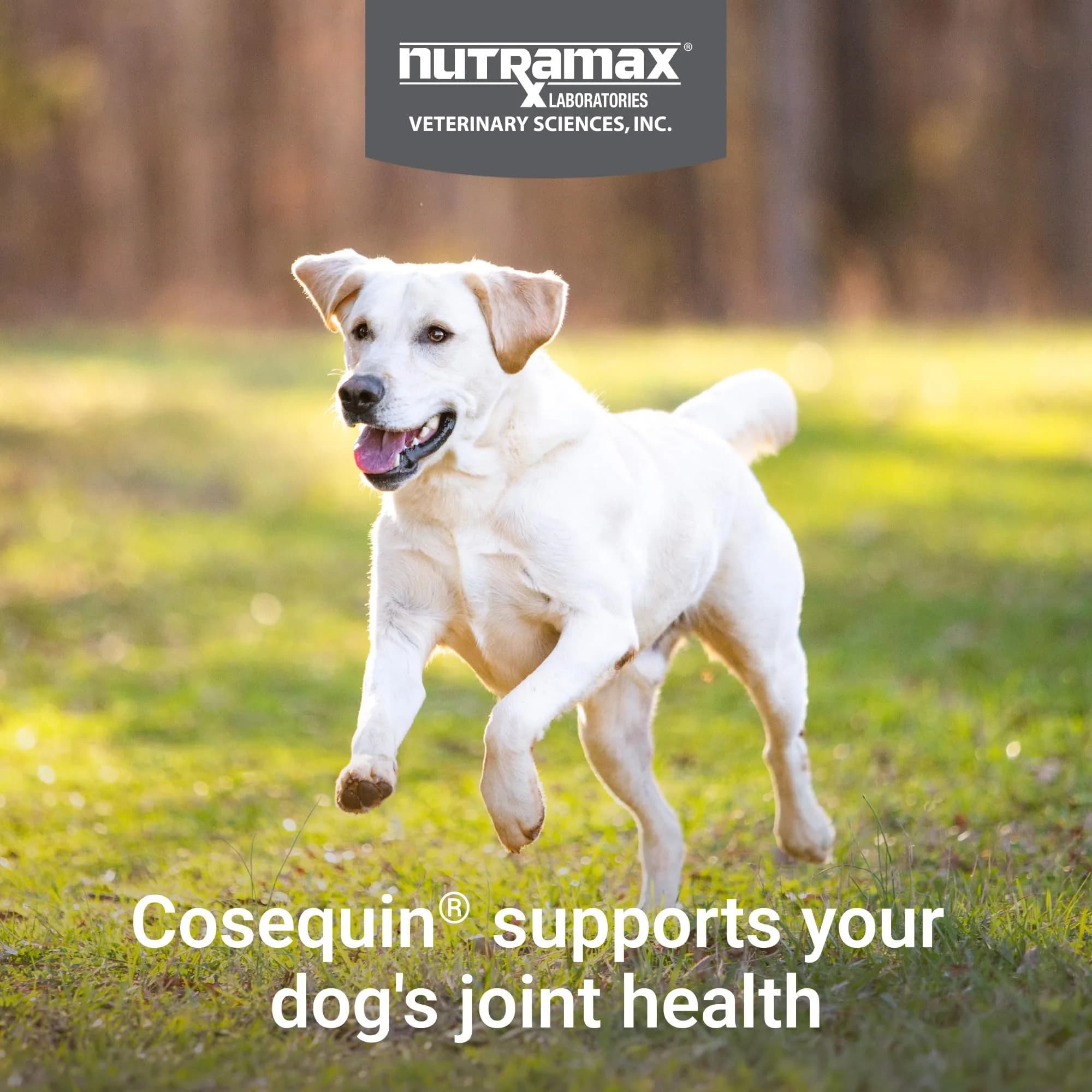 Nutramax Cosequin Dog Joint Supplement Tablets with MSM & HA, 75 Count | Vet Recommended Canine Mobility Support - view 2
