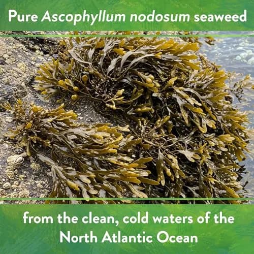 Down To Earth All Natural Fertilizers Organic Kelp Meal 20 lb | Supports lush growth & abundant fruit thumbnail 4