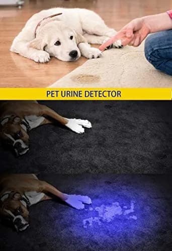 DARKBEAM UV 395nm Flashlight Blacklight Wood's lamp Mini, 400nm | Pet Urine & Currency Detector thumbnail 2