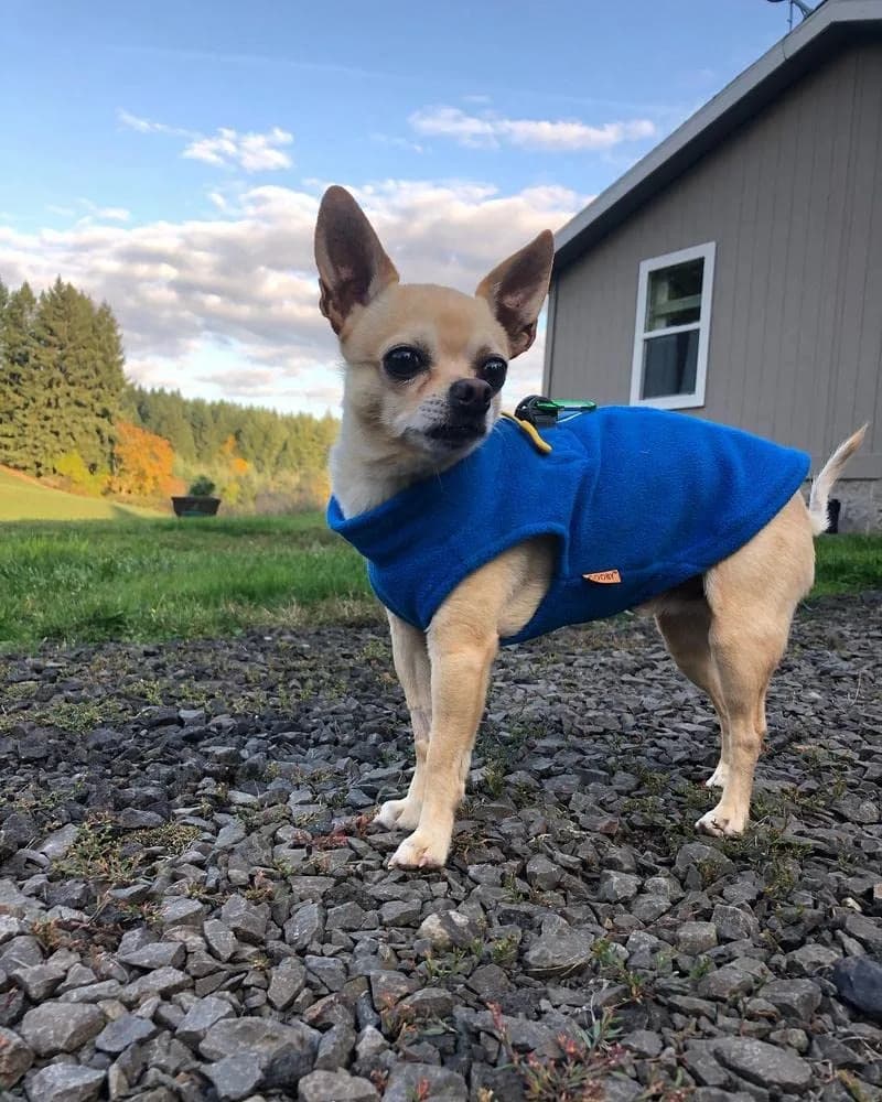 Gooby Zip-Up Fleece Dog Sweater Blue X-Large | Warm Winter Pet Apparel - view 5