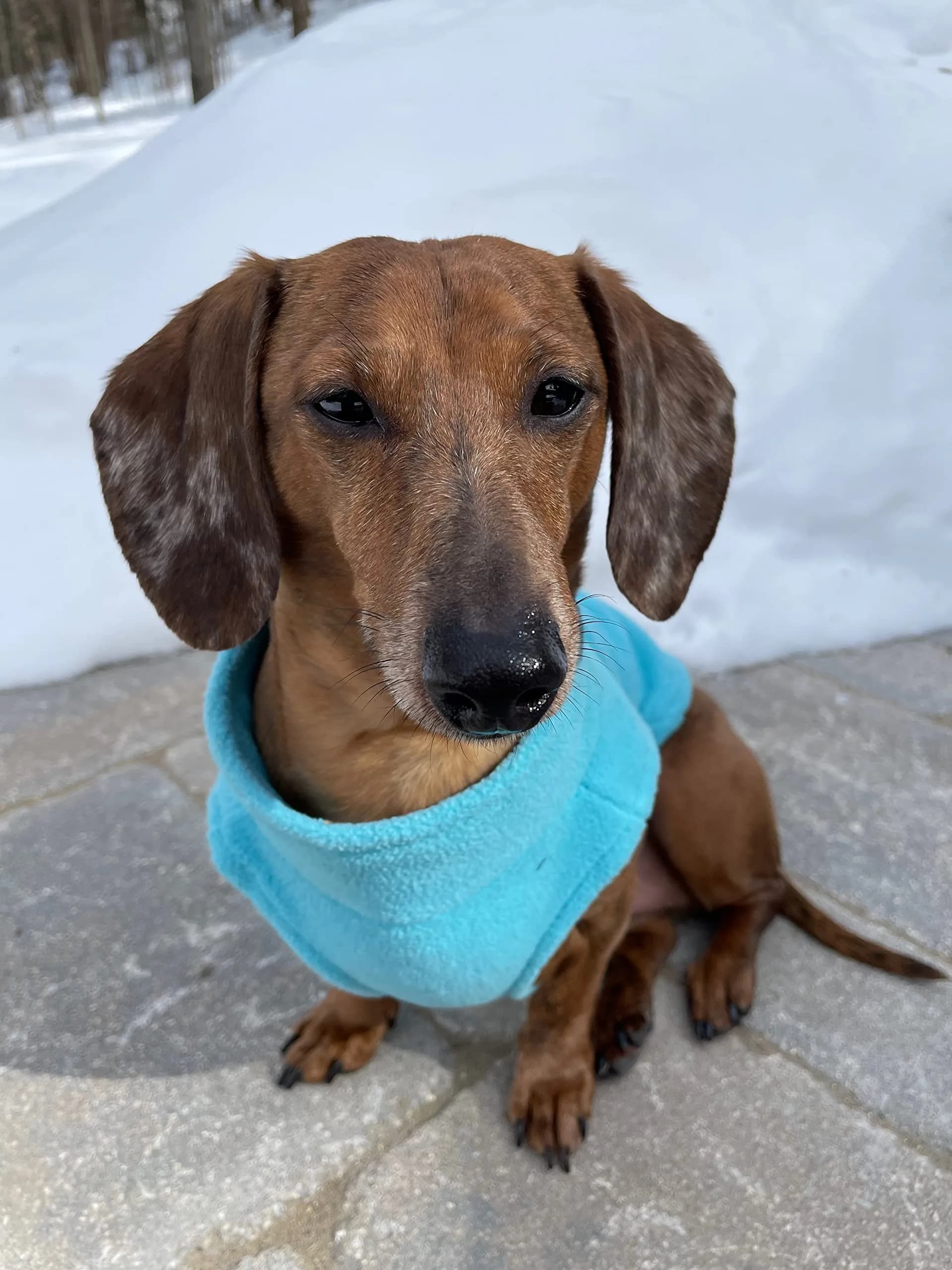 Gooby Zip-Up Fleece Dog Sweater, Turquoise, X-Small (28 cm Chest) - view 6
