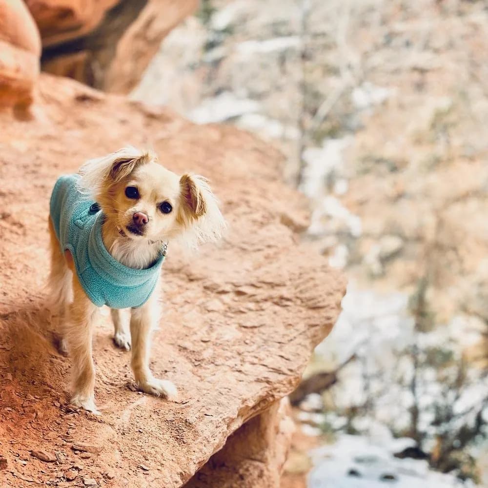 Gooby Zip-Up Fleece Dog Sweater, Turquoise, X-Small (28 cm Chest) - view 7