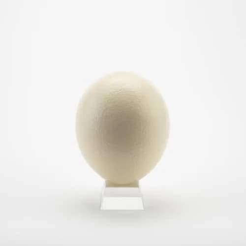 American Ostrich Farms Ostrich Eggshell Large Natural Sheen | Unique Craft Shell Laid in USA thumbnail 1